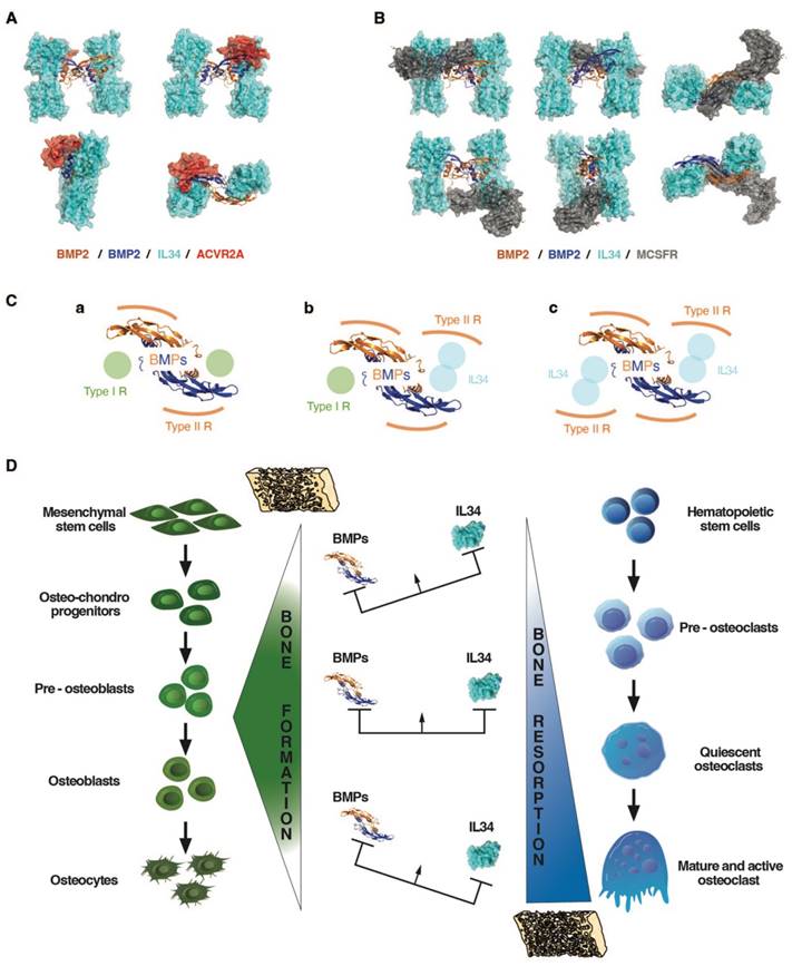 Theranostics Image