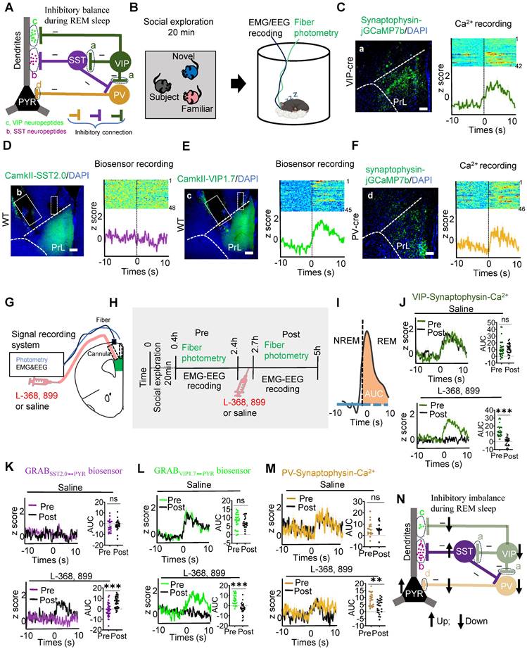 Theranostics Image