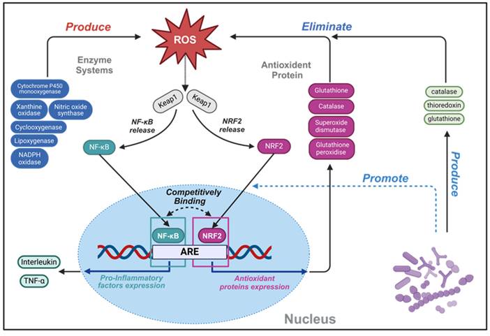 Theranostics Image