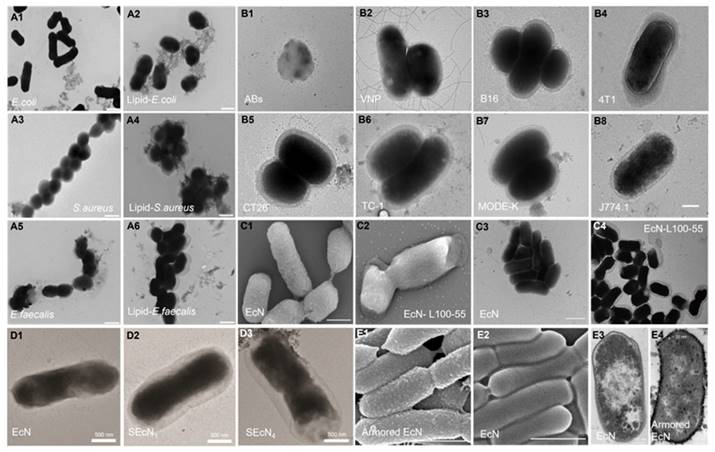 Theranostics Image