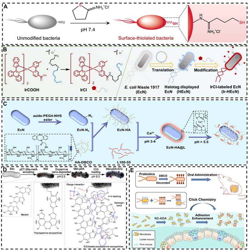 Theranostics Image