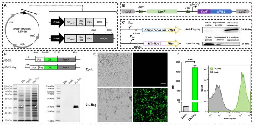 Theranostics Image