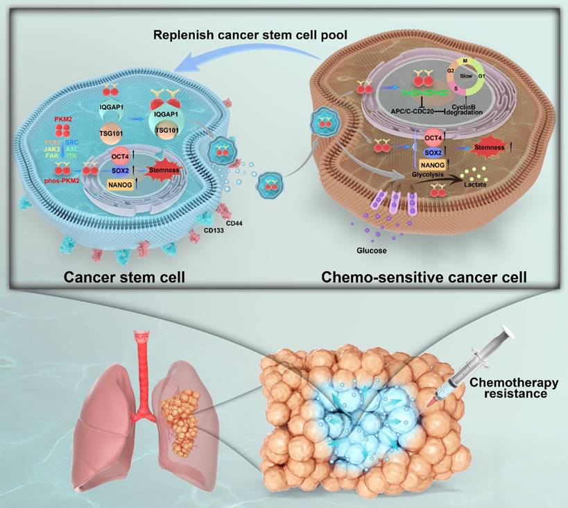 Theranostics Image