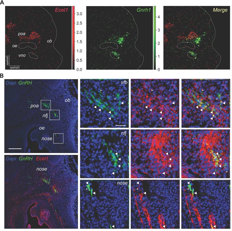 Theranostics Image