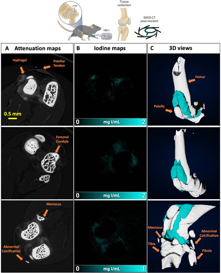 Theranostics Image