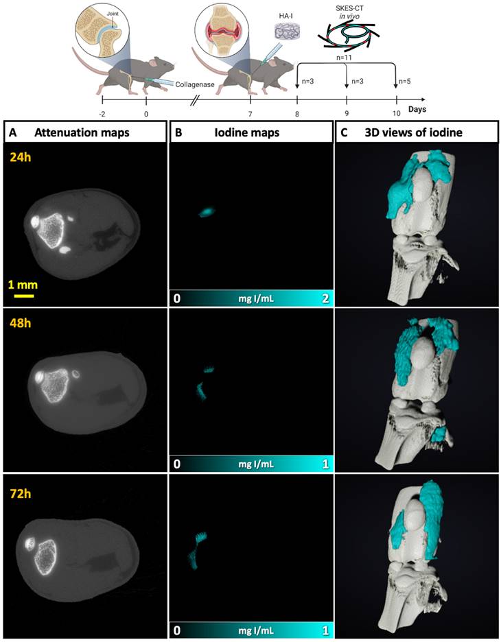 Theranostics Image