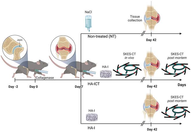 Theranostics Image