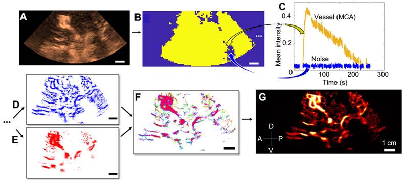 Theranostics Image