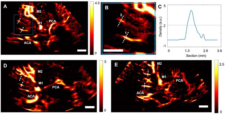 Theranostics Image