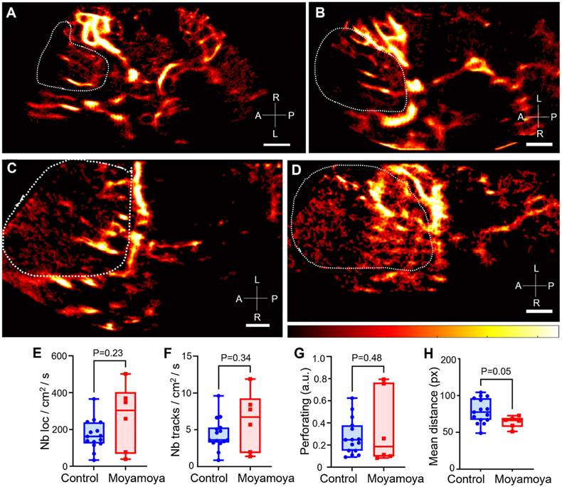 Theranostics Image