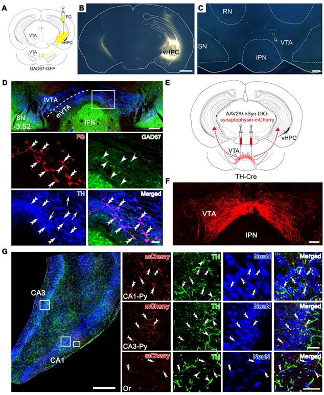 Theranostics Image