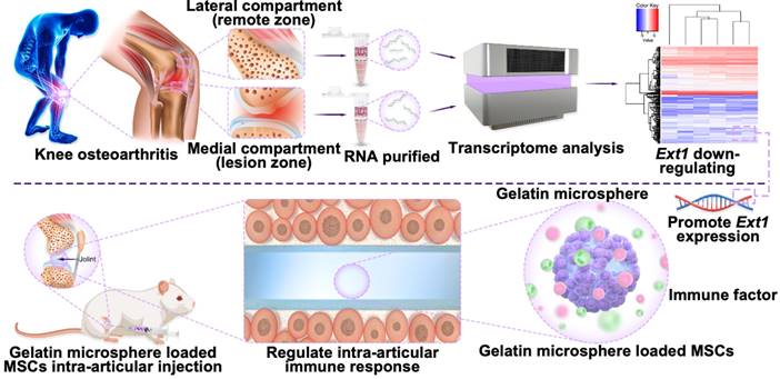 Theranostics Image