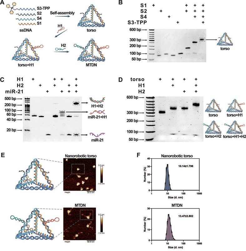 Theranostics Image