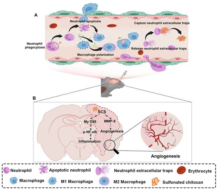 Theranostics Image