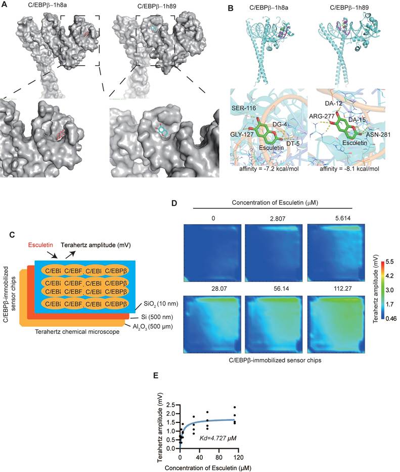 Theranostics Image