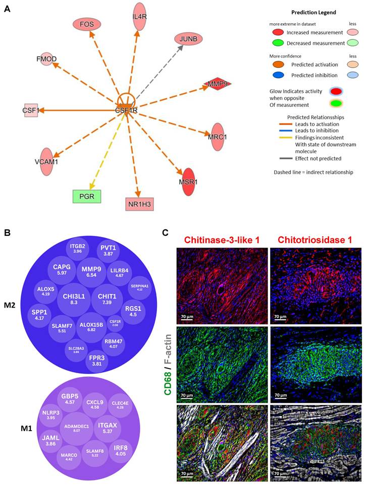 Theranostics Image