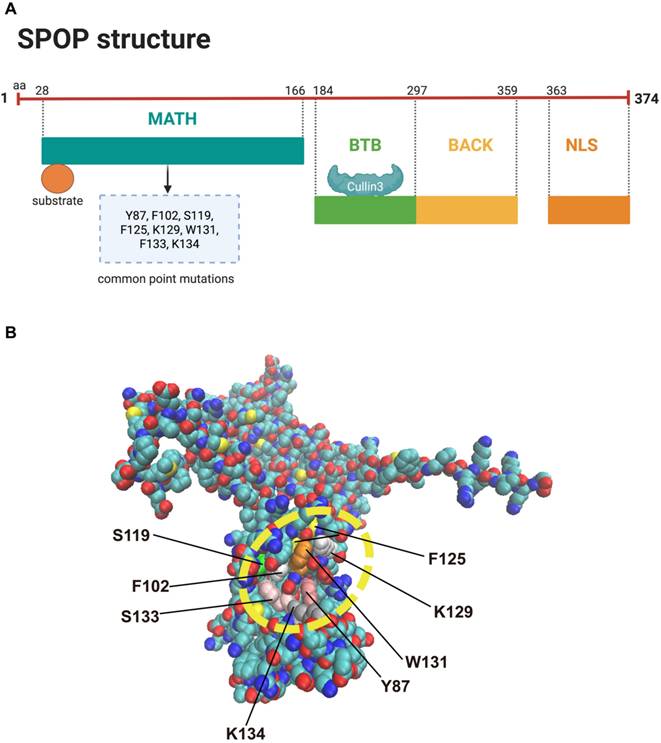 Theranostics Image