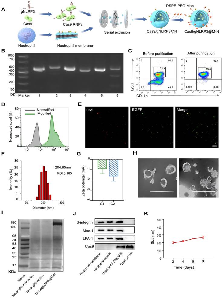 Theranostics Image