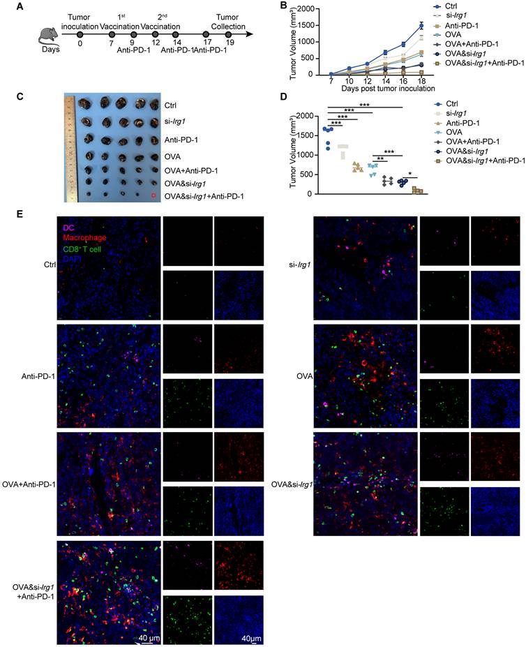 Theranostics Image