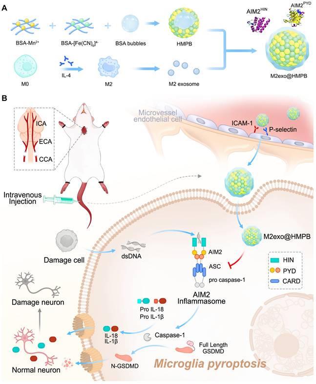 Theranostics Image