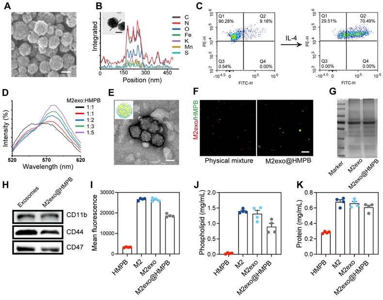 Theranostics Image
