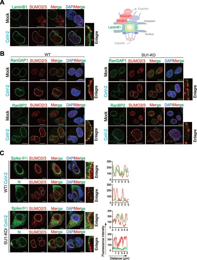 Theranostics Image