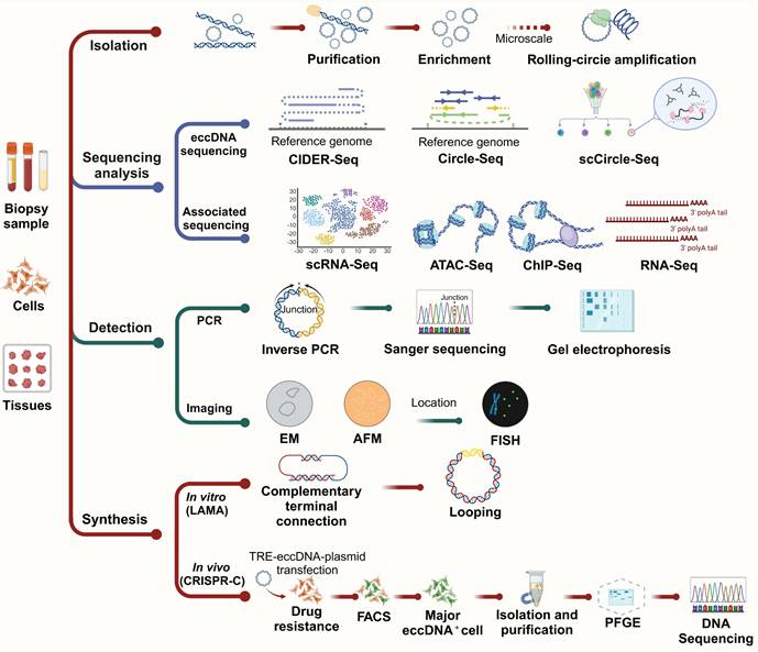 Theranostics Image
