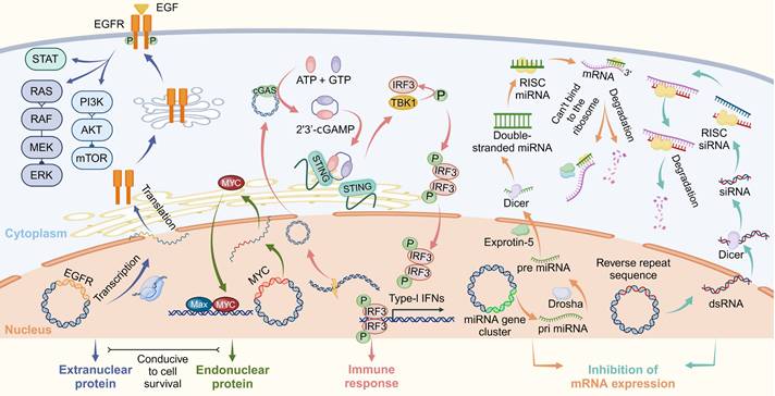 Theranostics Image