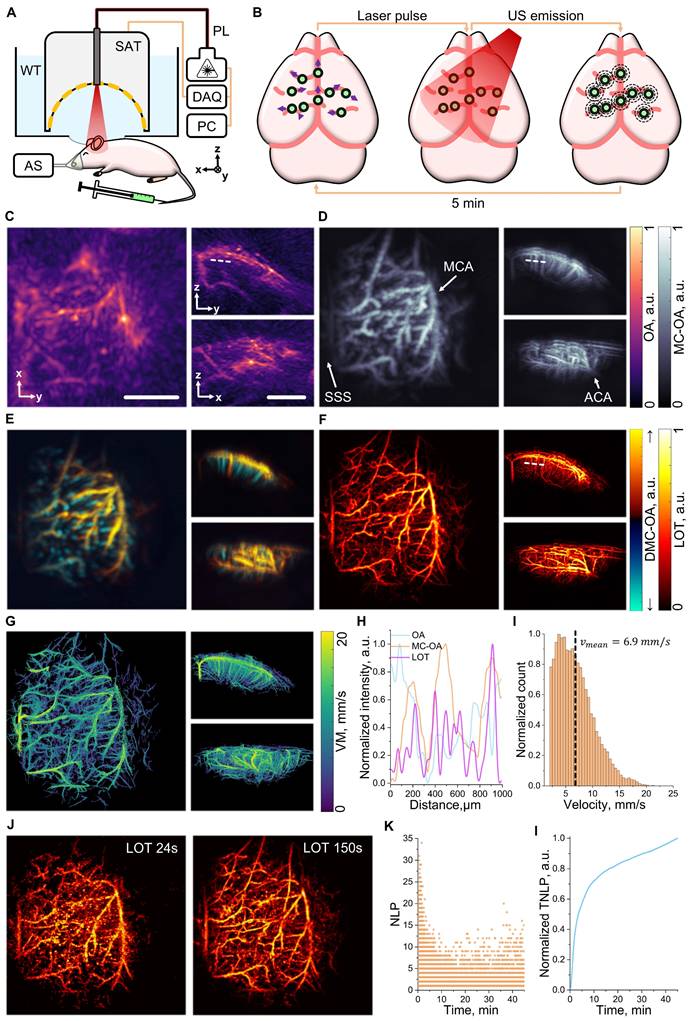 Theranostics Image