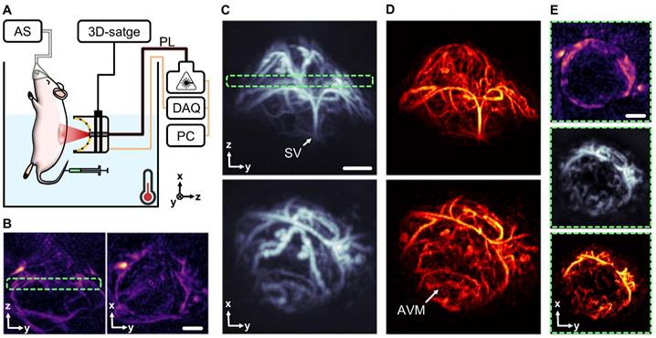 Theranostics Image