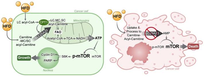 Theranostics Image