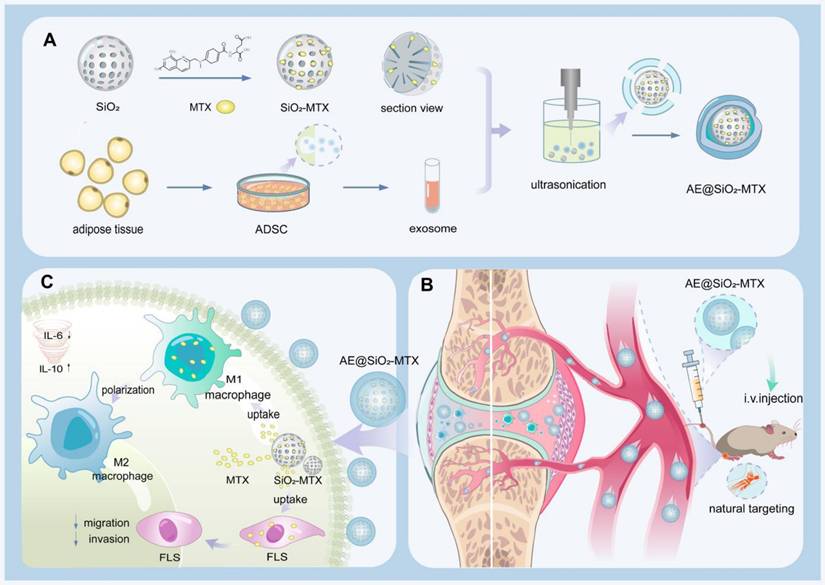 Theranostics Image