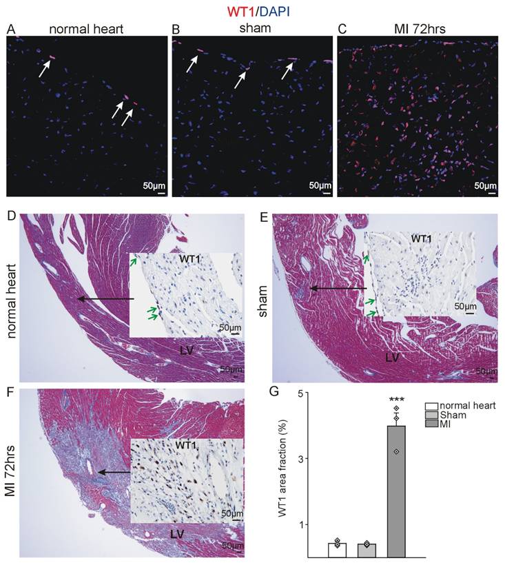 Theranostics Image