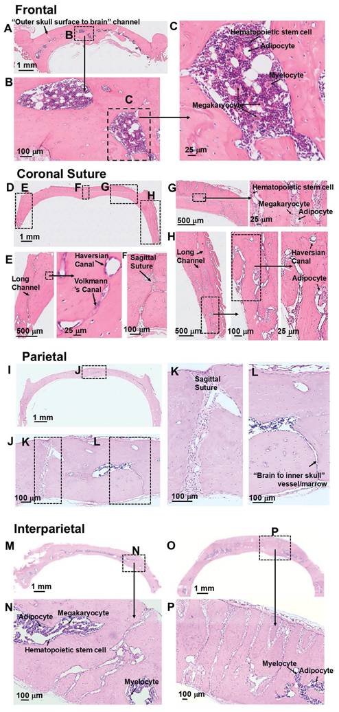 Theranostics Image