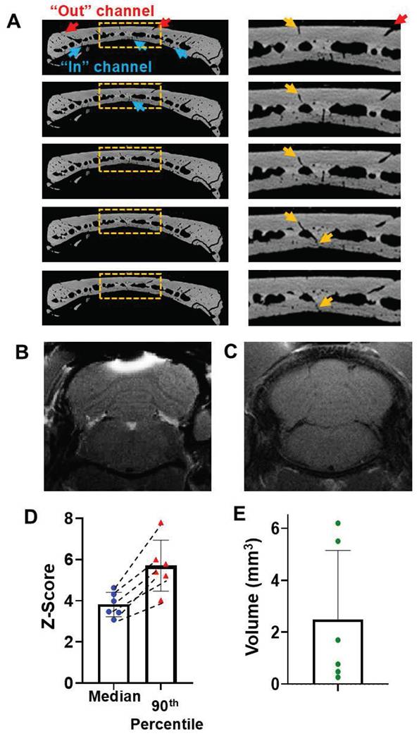 Theranostics Image