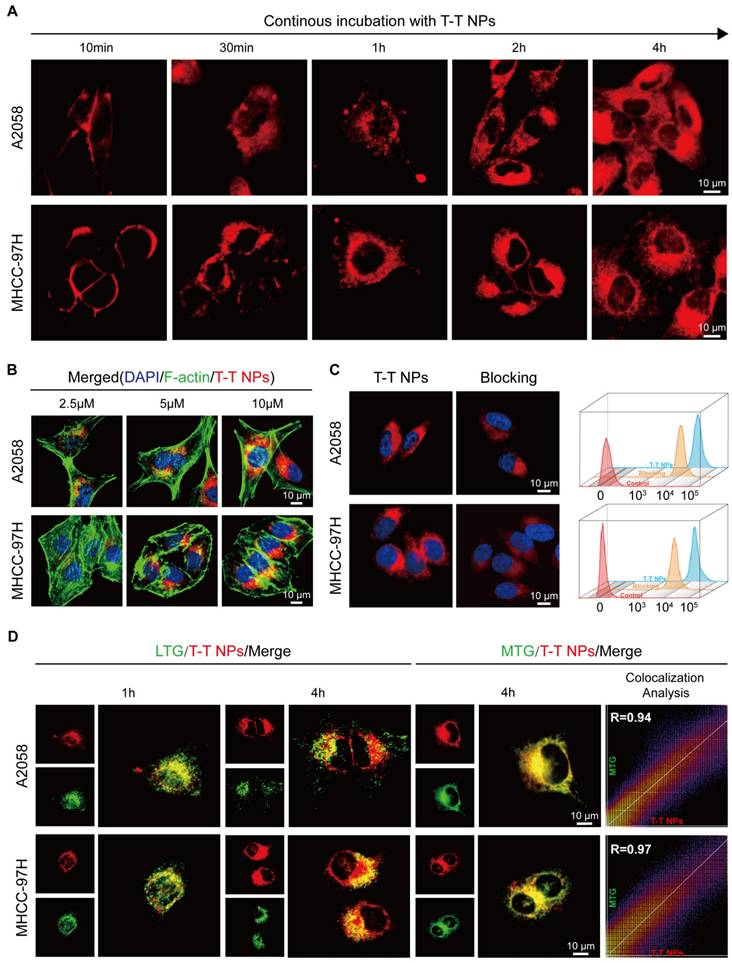 Theranostics Image