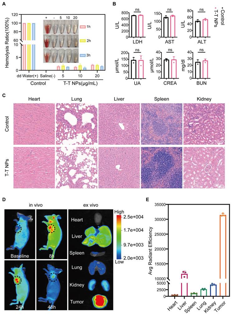 Theranostics Image