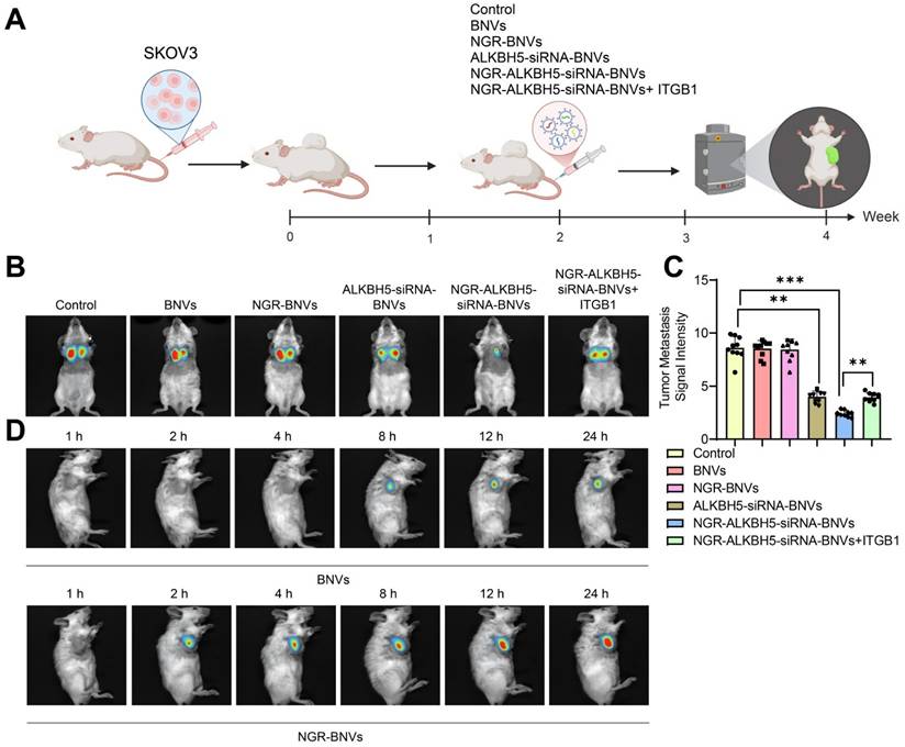 Theranostics Image