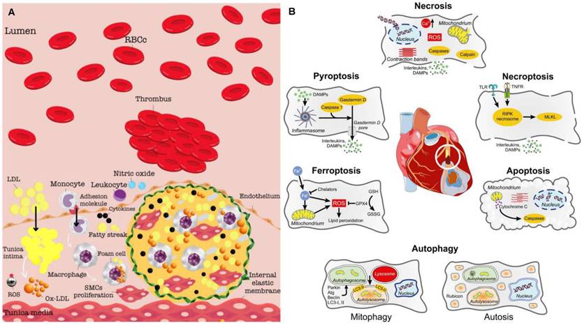 Theranostics Image
