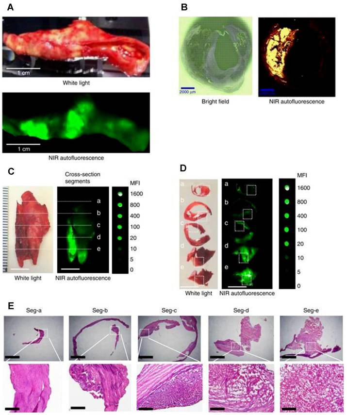 Theranostics Image
