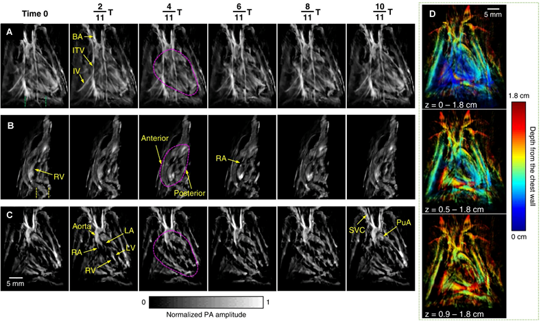 Theranostics Image