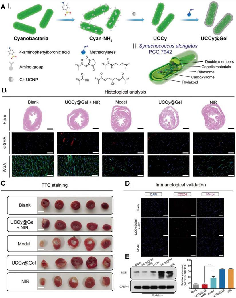 Theranostics Image