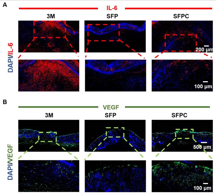 Theranostics Image