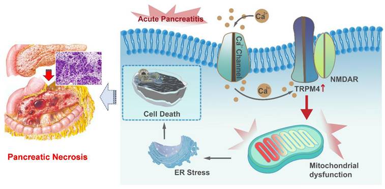 Theranostics Image