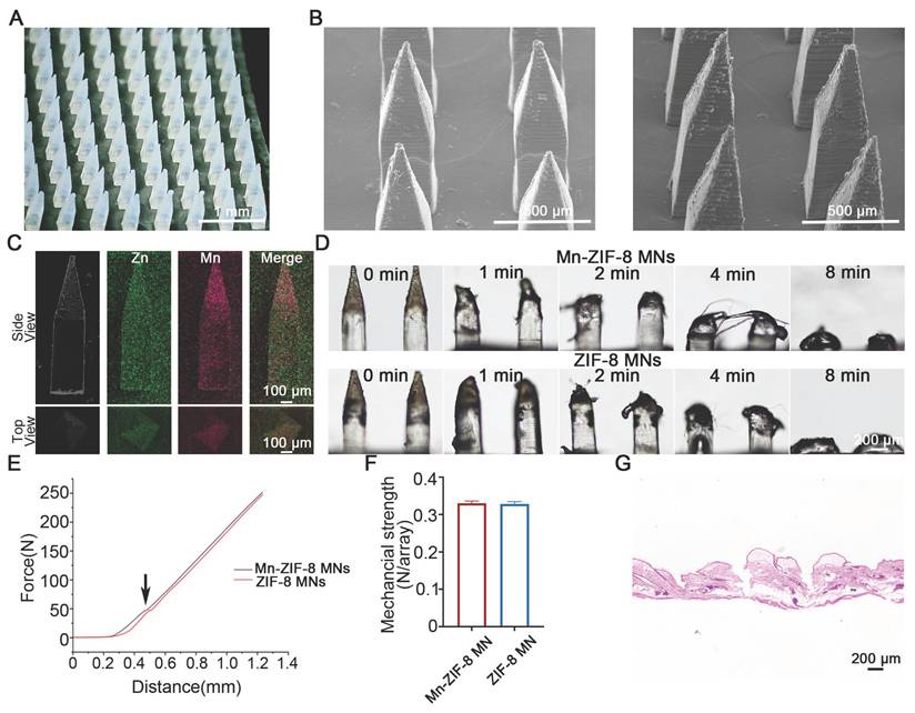Theranostics Image