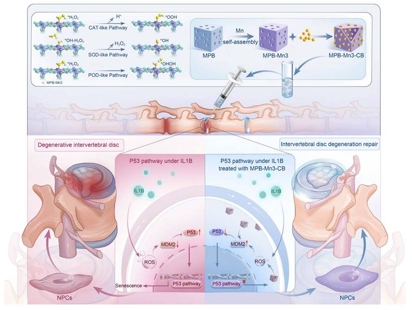 Theranostics Image