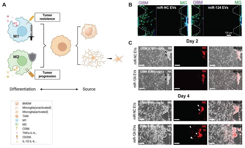 Theranostics Image