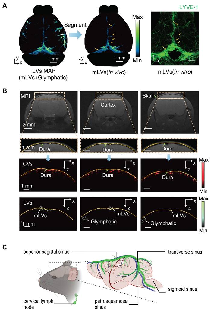 Theranostics Image