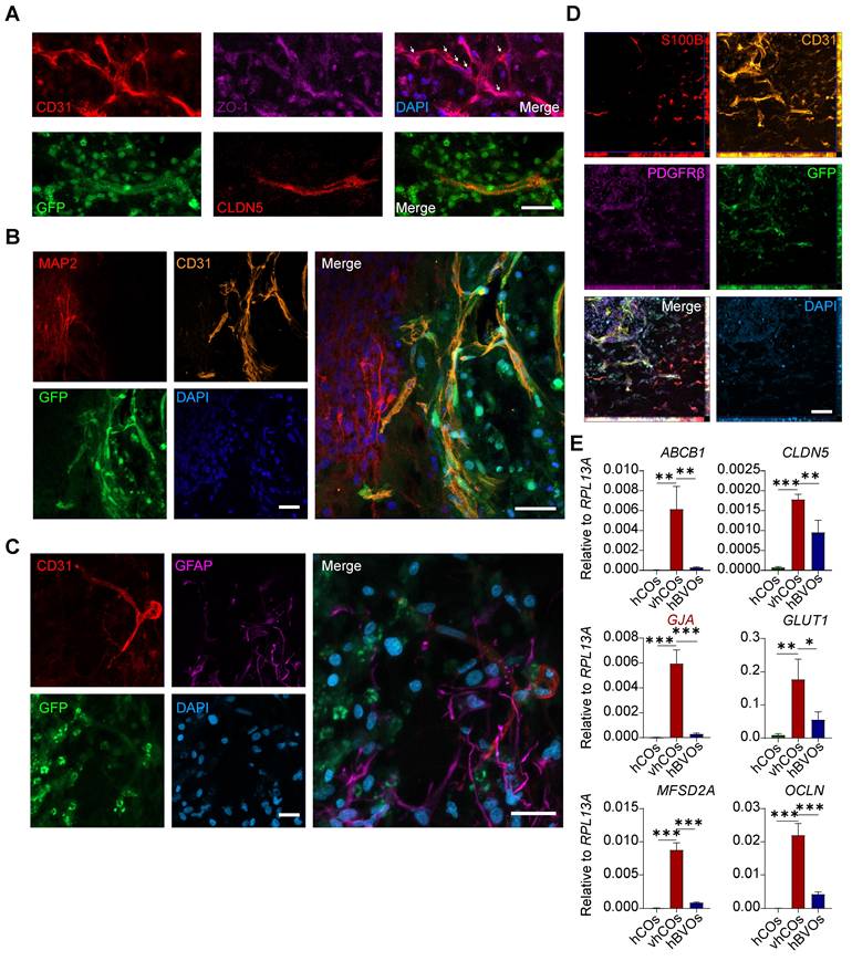 Theranostics Image
