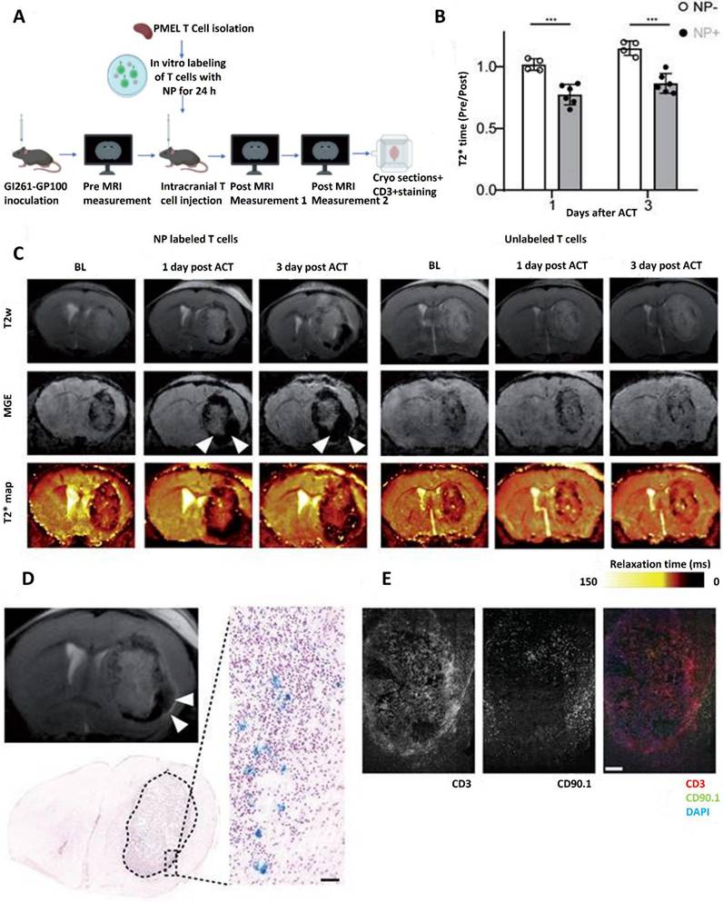 Theranostics Image